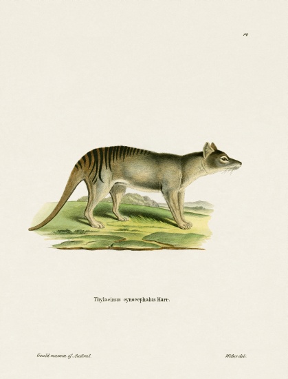 Tasmanian Tiger de German School, (19th century)