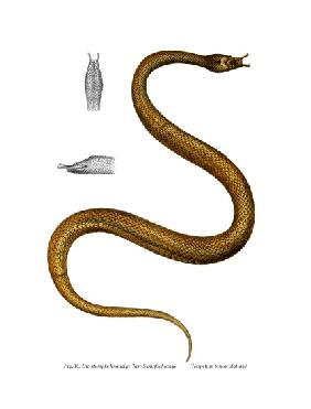 Tentacle Snake