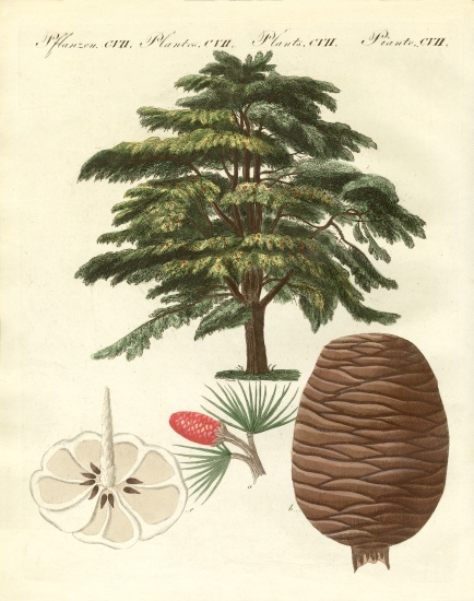 The cedar from Lebanon de German School, (19th century)