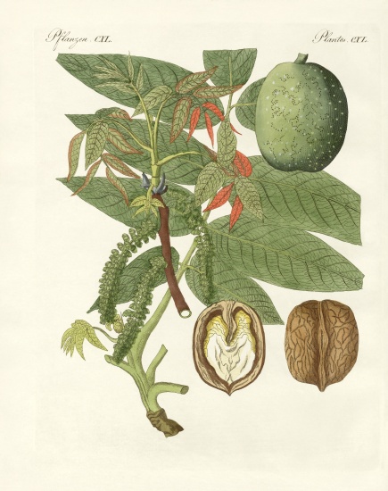 The common walnut-tree de German School, (19th century)