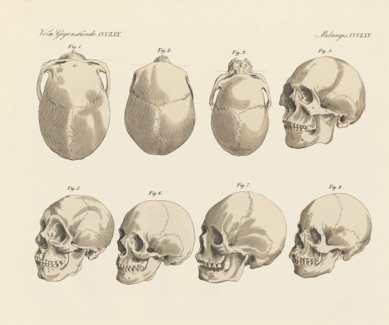 The cranial of the five human races de German School, (19th century)