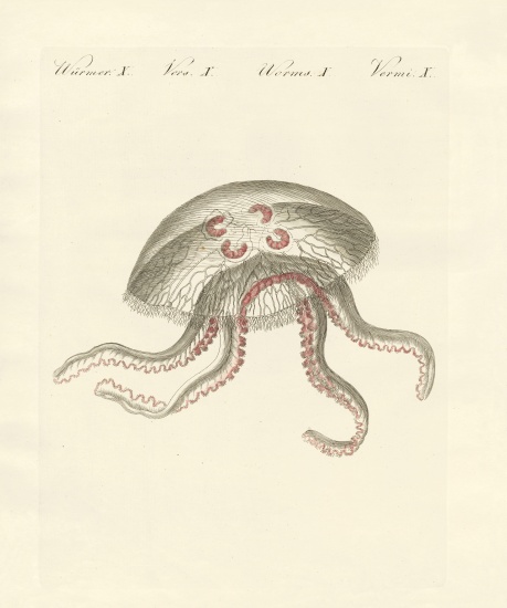 The eared jellyfish de German School, (19th century)