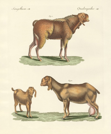 The Egyptian goat de German School, (19th century)