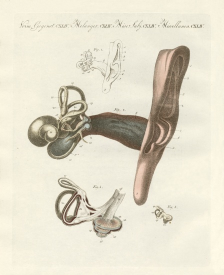 The hearing organ illustrated through the human ear de German School, (19th century)