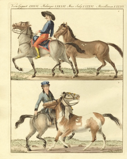 The horse with its different kinds de German School, (19th century)