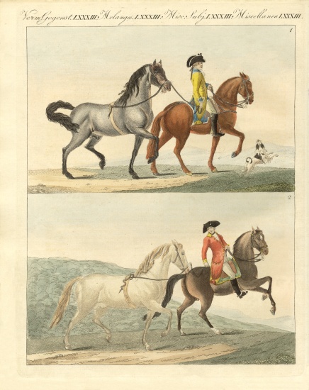 The horse with its different kinds de German School, (19th century)