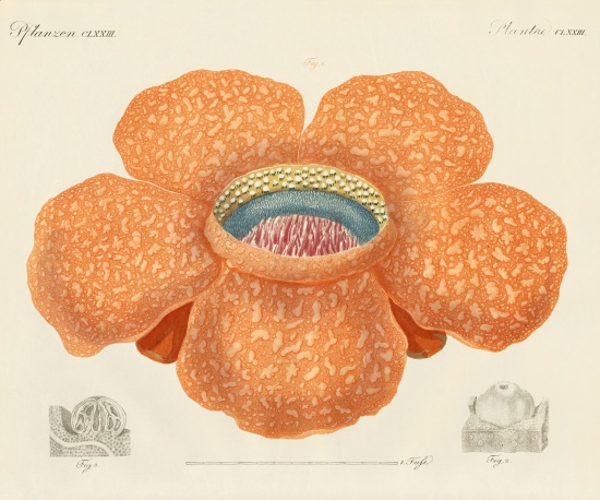 The largest of all known flowers de German School, (19th century)