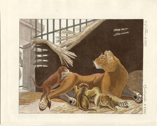 The lioness and her cubs de German School, (19th century)