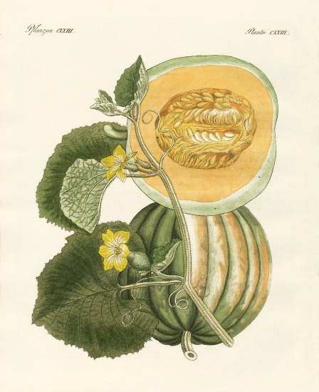 The melon de German School, (19th century)