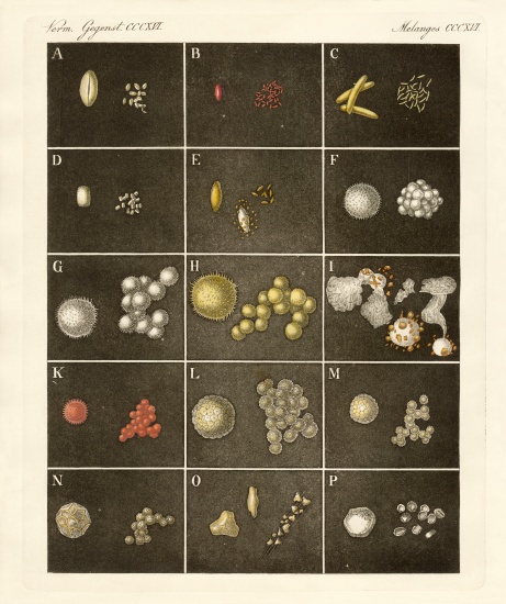 The pollen or pollen of plants de German School, (19th century)