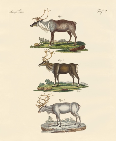 The reindeer de German School, (19th century)