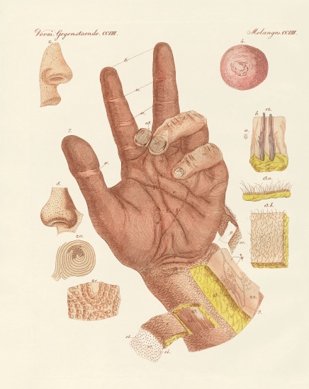 The sense, or view of the human skin de German School, (19th century)