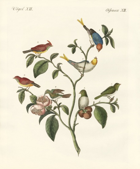 The smallest birds de German School, (19th century)