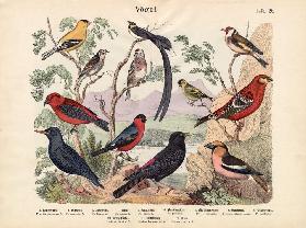 Birds, c.1860