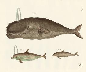 Three kinds of whales