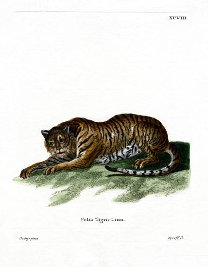 Tiger de German School, (19th century)