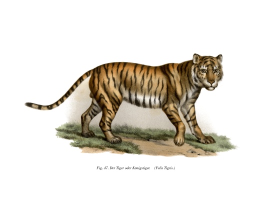 Tiger de German School, (19th century)