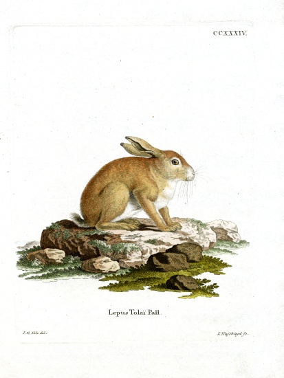 Tolai Hare de German School, (19th century)