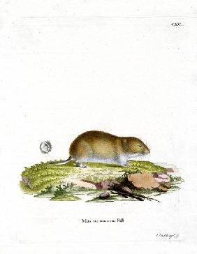 Tundra Vole