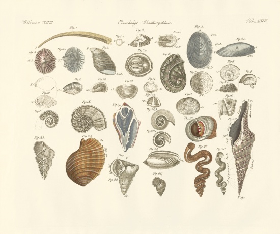 Univalve animals or worm casing de German School, (19th century)