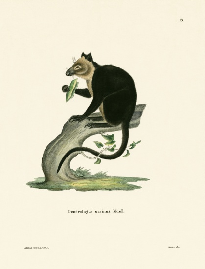 Ursine Tree Kangaroo de German School, (19th century)