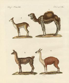 Various camels