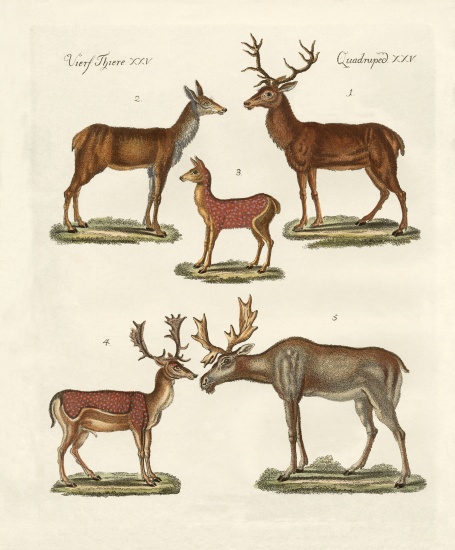 Various kinds of deer de German School, (19th century)