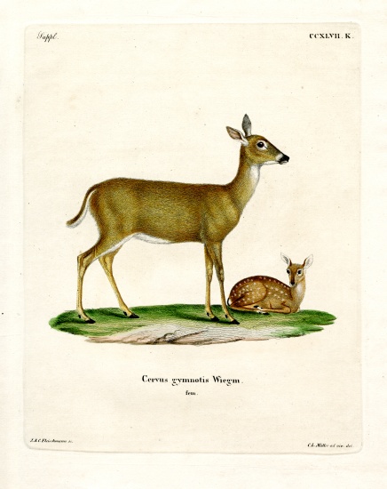Virginian Deer de German School, (19th century)