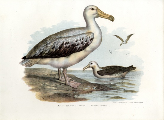 Wandering Albatross de German School, (19th century)