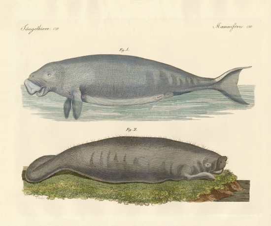 Whale-like animals de German School, (19th century)