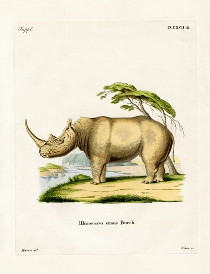 White Rhinoceros de German School, (19th century)