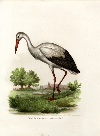 White Stork de German School, (19th century)