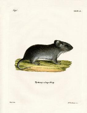 White-tailed Mouse