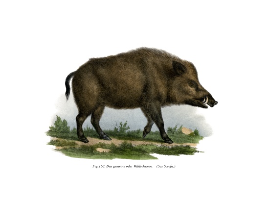 Wild Boar de German School, (19th century)