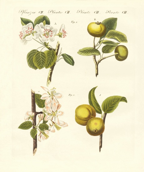Wild kinds of fruits de German School, (19th century)