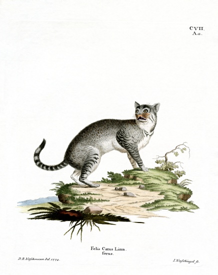 Wildcat de German School, (19th century)