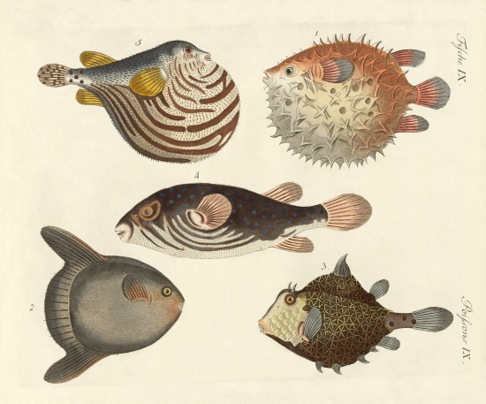 Wonderful fish de German School, (19th century)