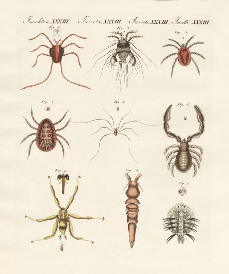 Wonderful insects de German School, (19th century)