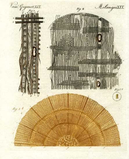 Wood anatomy de German School, (19th century)