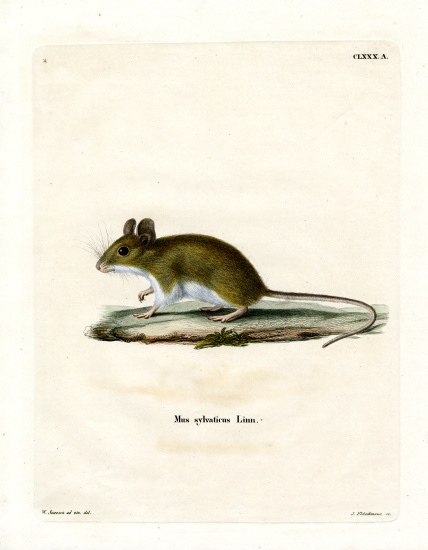Wood Mouse de German School, (19th century)