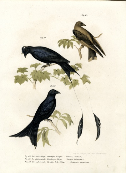Wood Swallow de German School, (19th century)