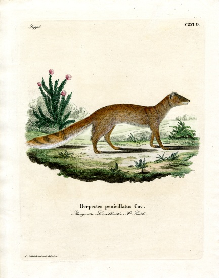 Yellow Mongoose de German School, (19th century)