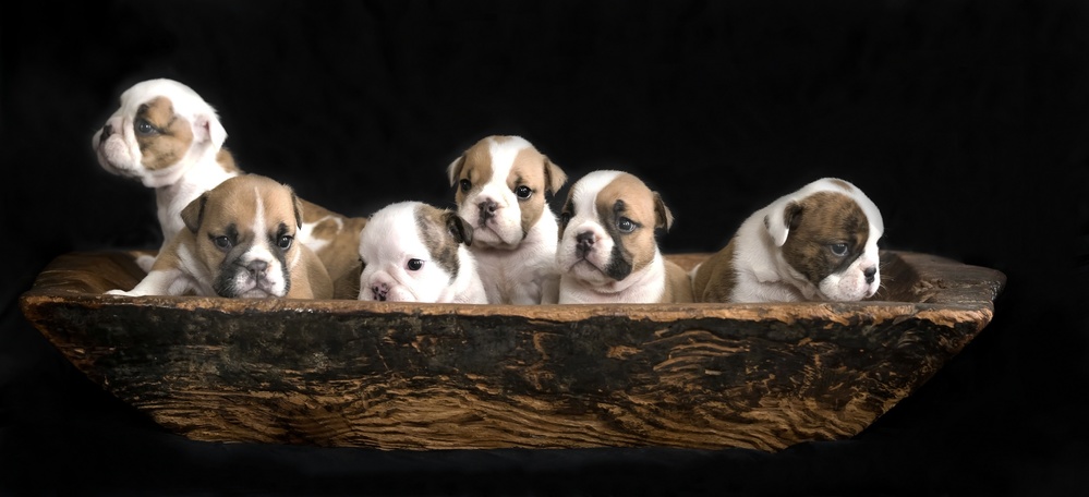 A bunch of English Bulldog puppies. de Gert van den Bosch