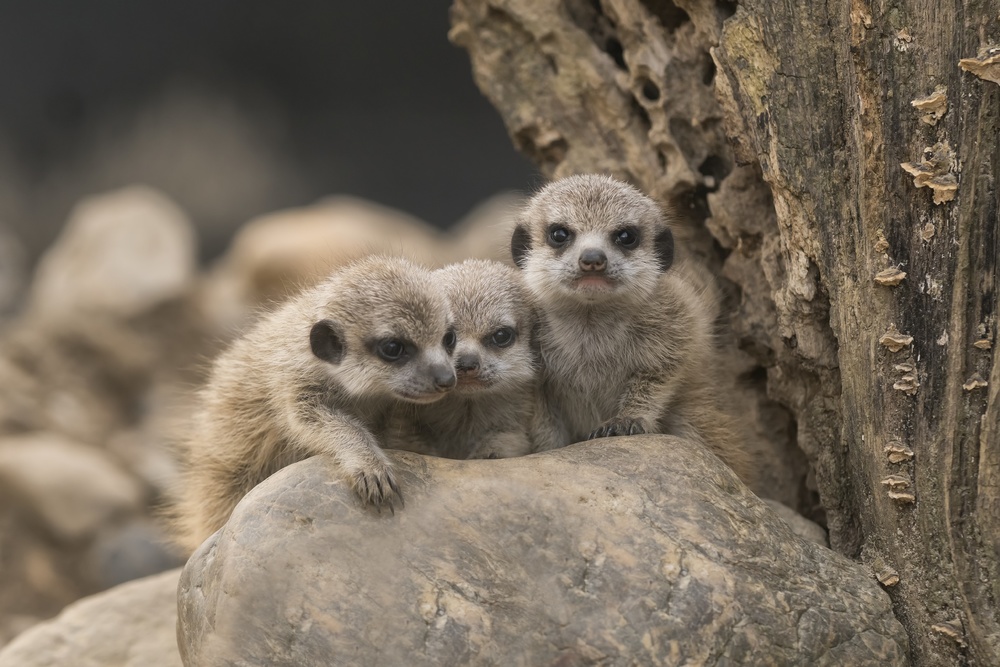 Meerkat siblings 4 weeks old. de Gert van den Bosch
