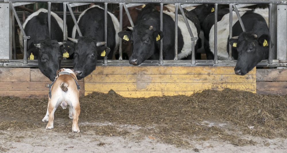 Listen up, cows! de Gert van den Bosch