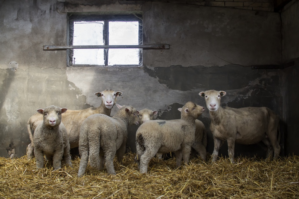 Sheep-ish de Gert van den Bosch