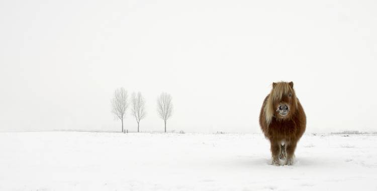 The cold pony de Gert Van den
