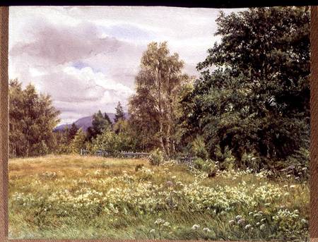 Meadow-sweet near Polchar, Aviemore, Scotland de Gertrude Martineau