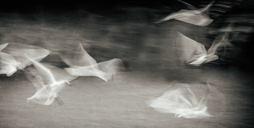 Fluttering gulls de Gilbert Claes