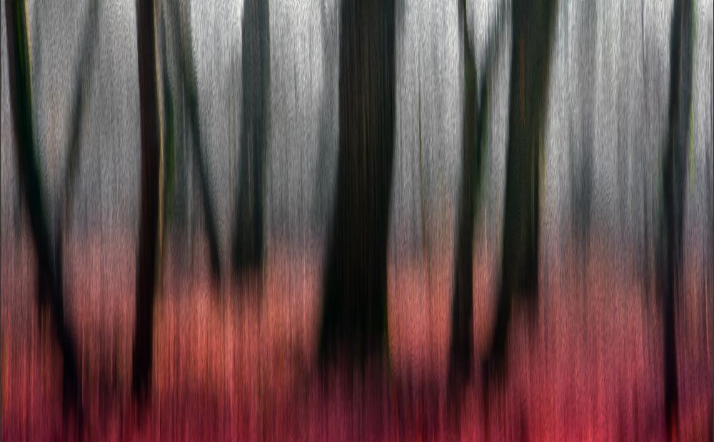 red wood de Gilbert Claes